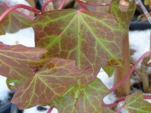 Hedera hibernica 'Albany'