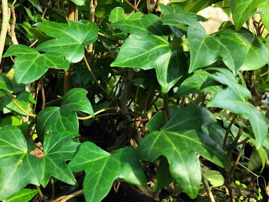 Hedera hibernica 'Albany'