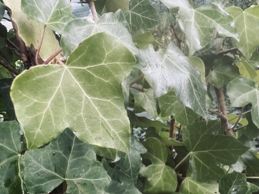 Hedera hibernica 'Arco'