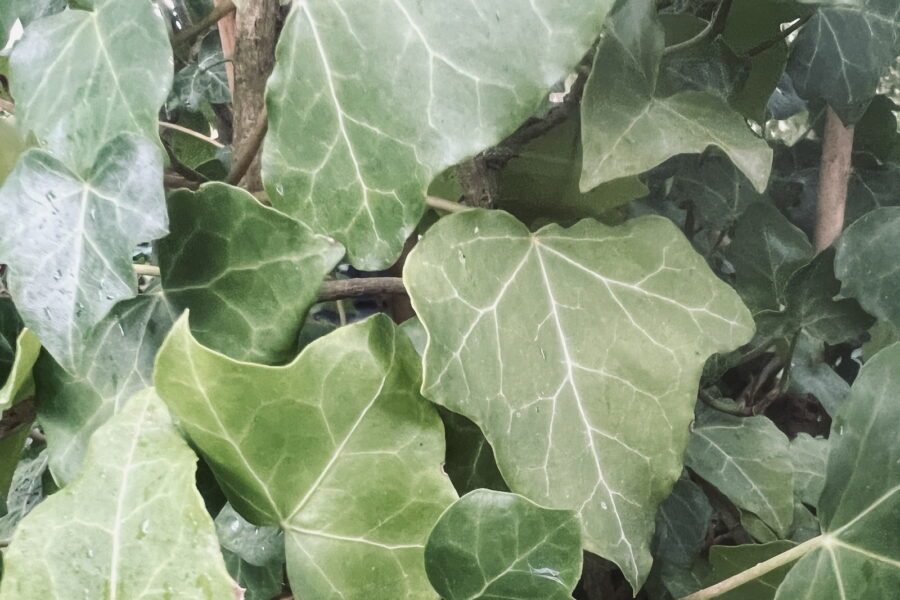 Hedera hibernica 'Arco'