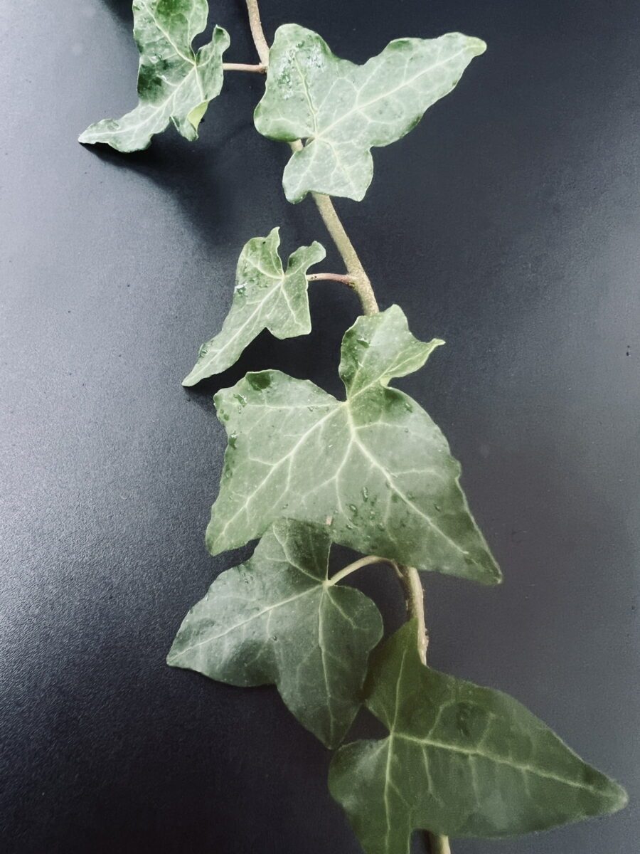 Hedera hibernica 'Arco'