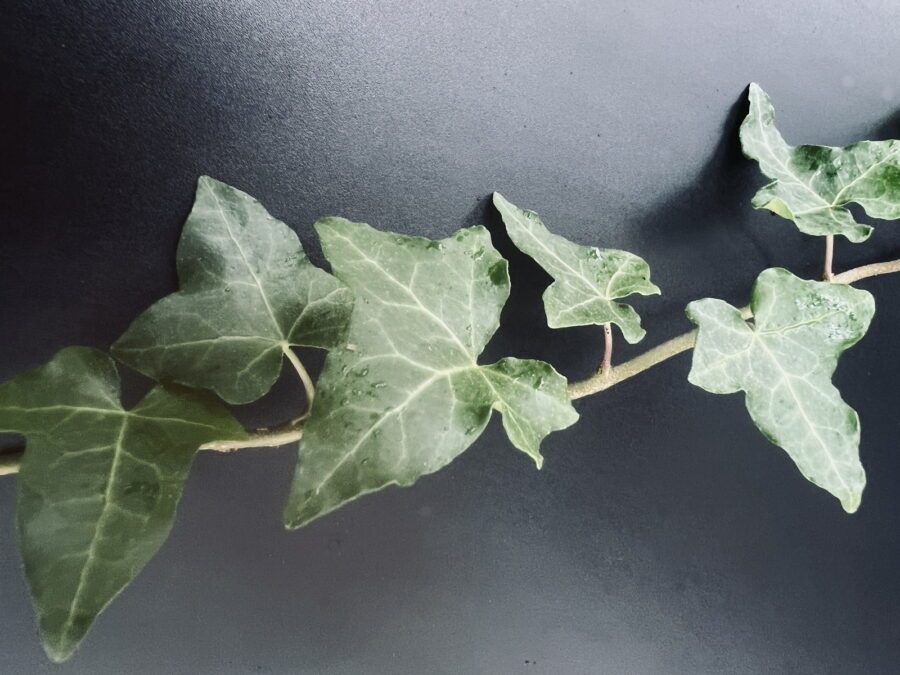 Hedera hibernica 'Arco'