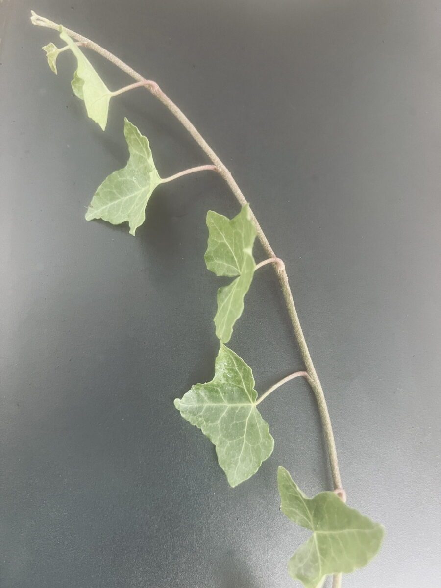 Hedera hibernica 'Arco'