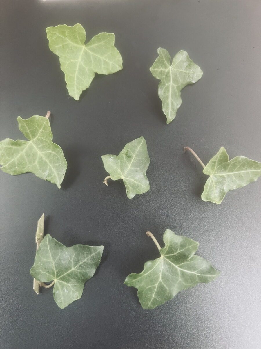 Hedera hibernica 'Arco'