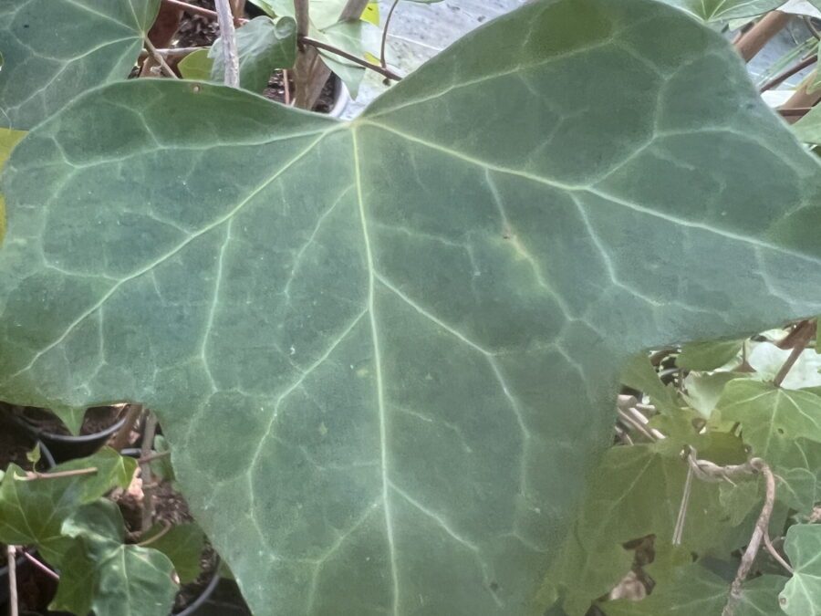 Hedera hibernica 'China Plate'