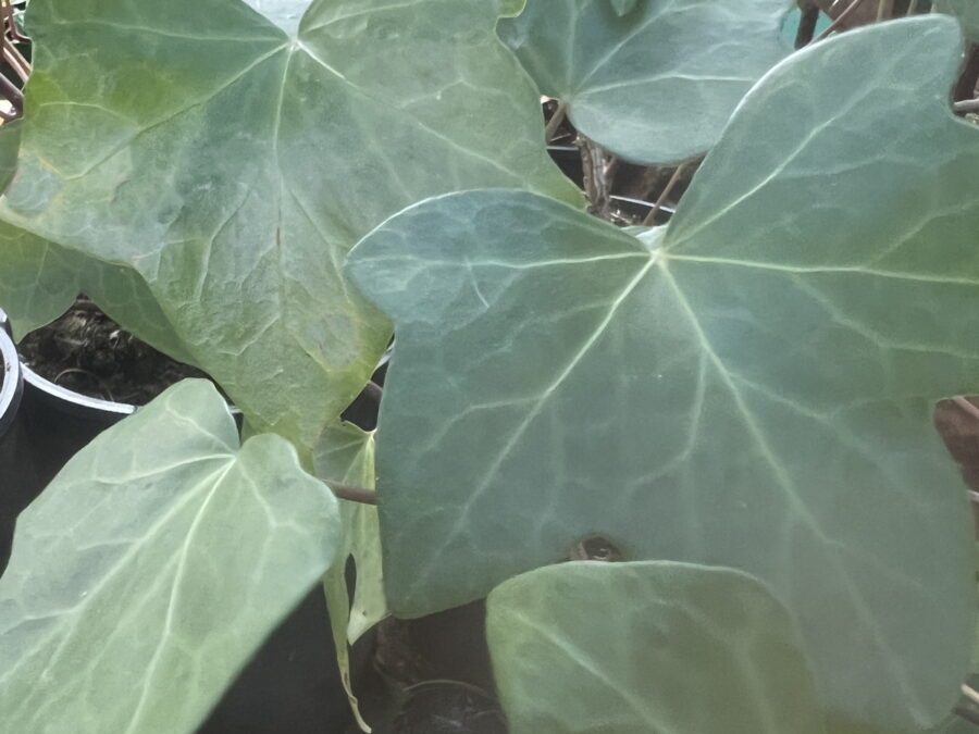 Hedera hibernica 'China Plate'