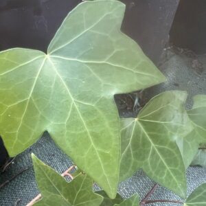 Hedera hibernica ‘China Plate’ – Lierre d’Irlande