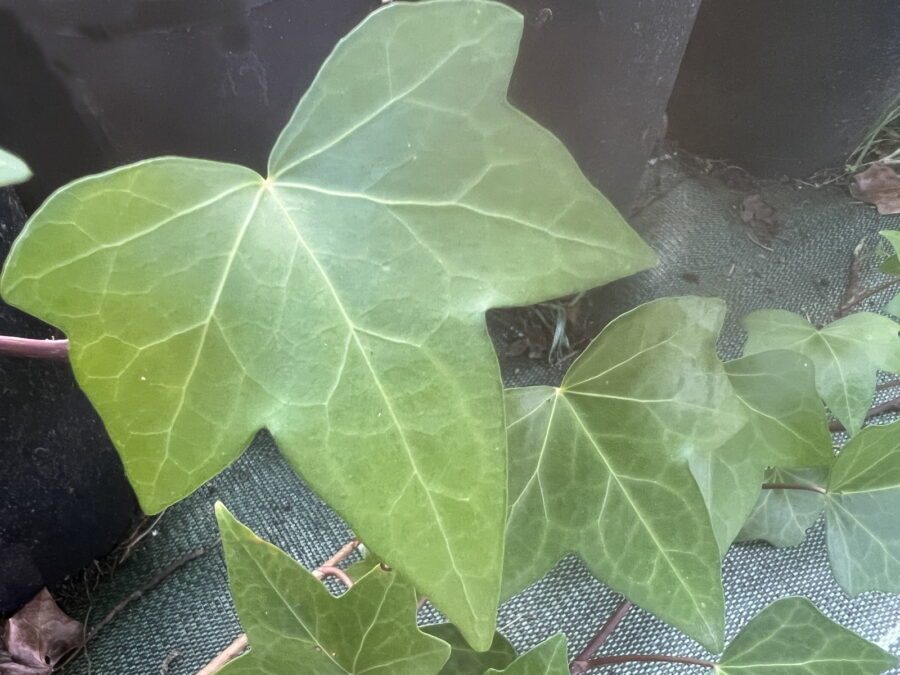 Hedera hibernica 'China Plate'