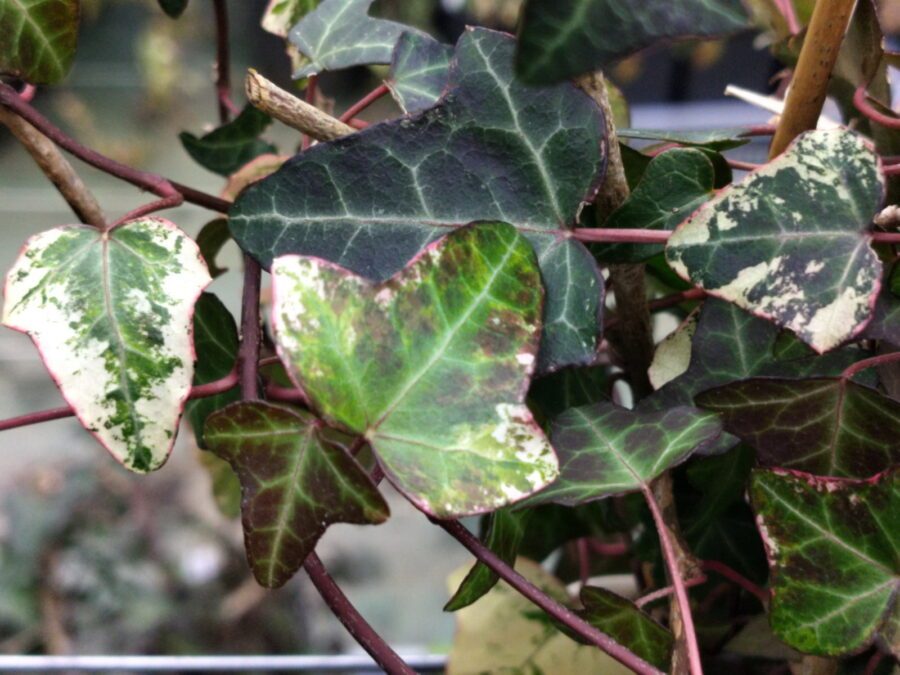 Hedera hibernica 'Dealbata'