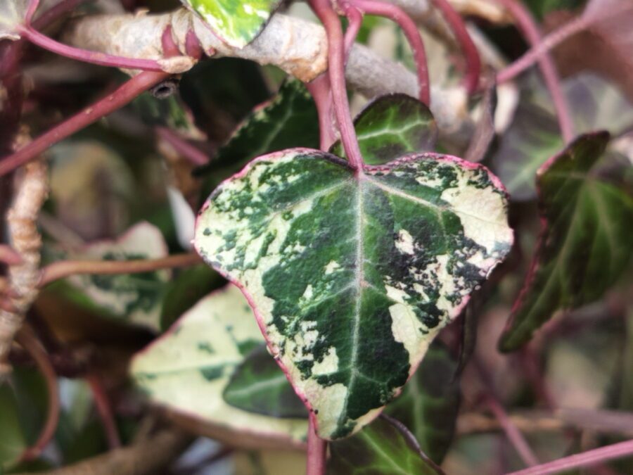 Hedera hibernica 'Dealbata'