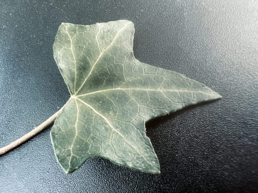 Hedera hibernica 'Digitata'