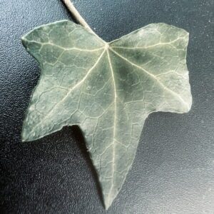 Hedera hibernica ‘Digitata’ – Lierre d’Irlande