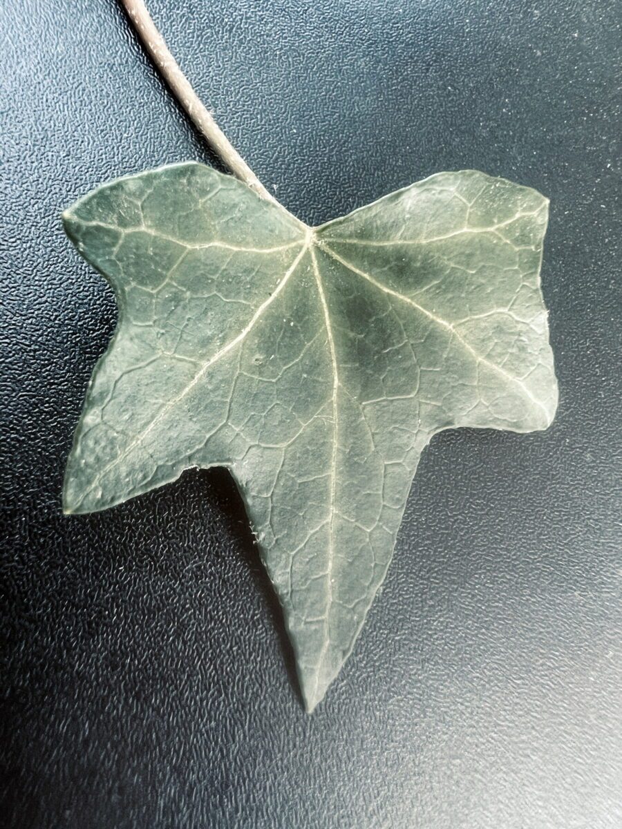 Hedera hibernica 'Digitata'