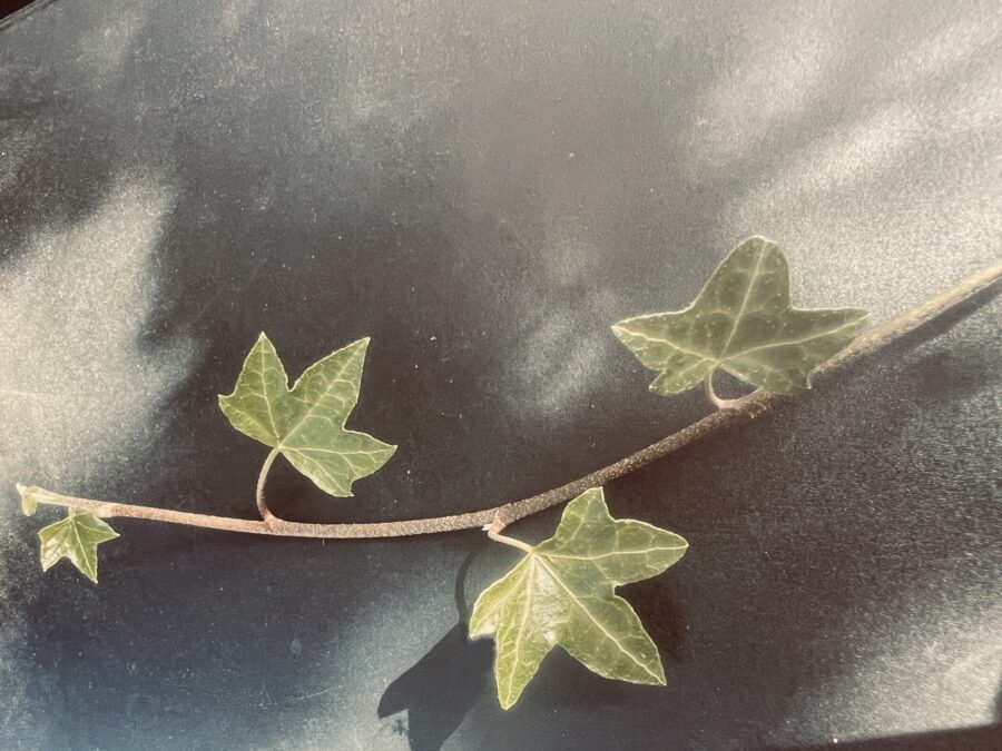 Hedera hibernica 'Digitata'