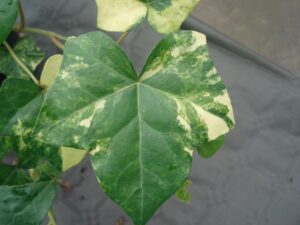 Hedera hibernica 'Harlequin'