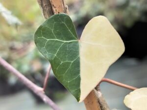 Hedera hibernica 'Harlequin'