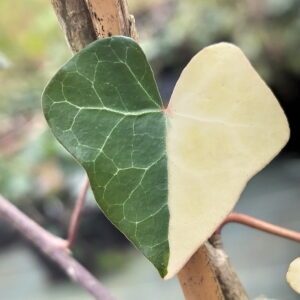 Hedera hibernica ‘Harlequin’ – Lierre d’Irlande