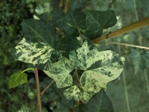 Hedera hibernica 'Maculata'