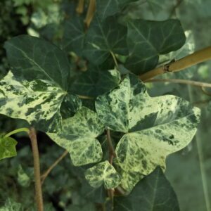 Hedera hibernica ‘Maculata’ – Lierre d’Irlande