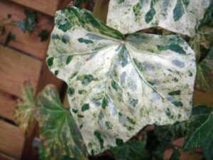 Hedera hibernica 'Rona' - Lierre d'Irlande