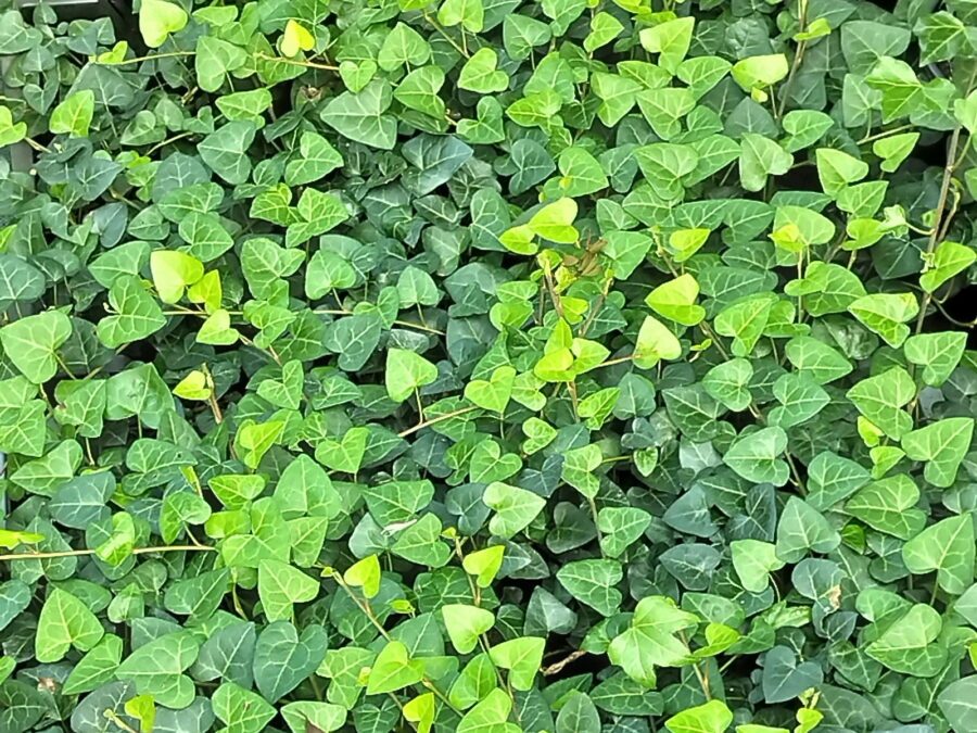 Hedera hibernica 'Sark'