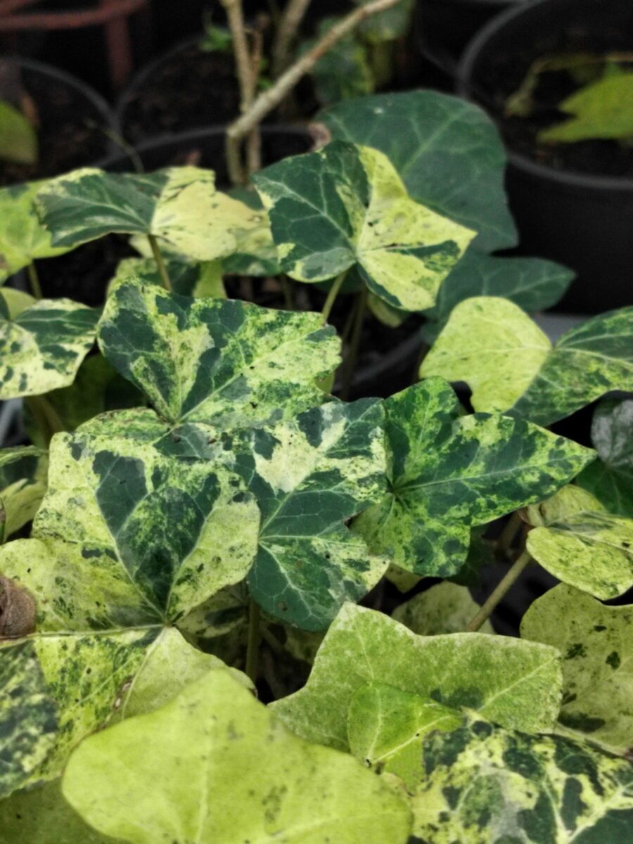 Hedera hibernica 'Sulphurea'