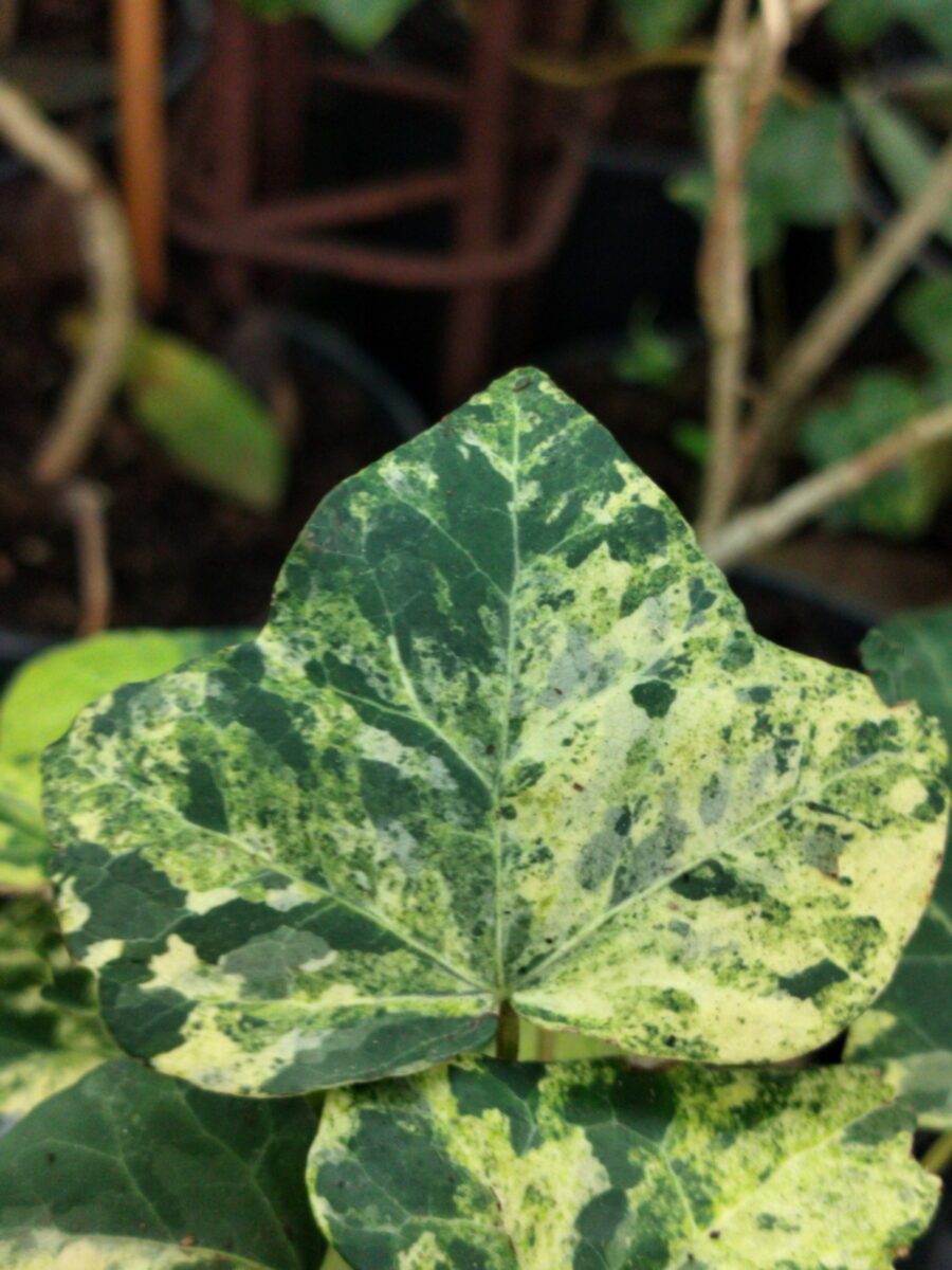 Hedera hibernica 'Sulphurea'