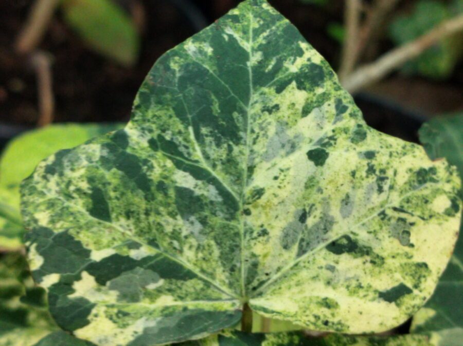 Hedera hibernica 'Sulphurea'