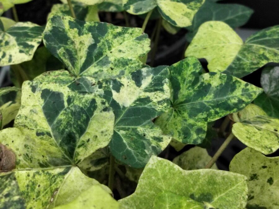 Hedera hibernica 'Sulphurea'