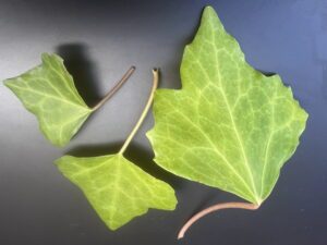 Hedera iberica 'Monchique'