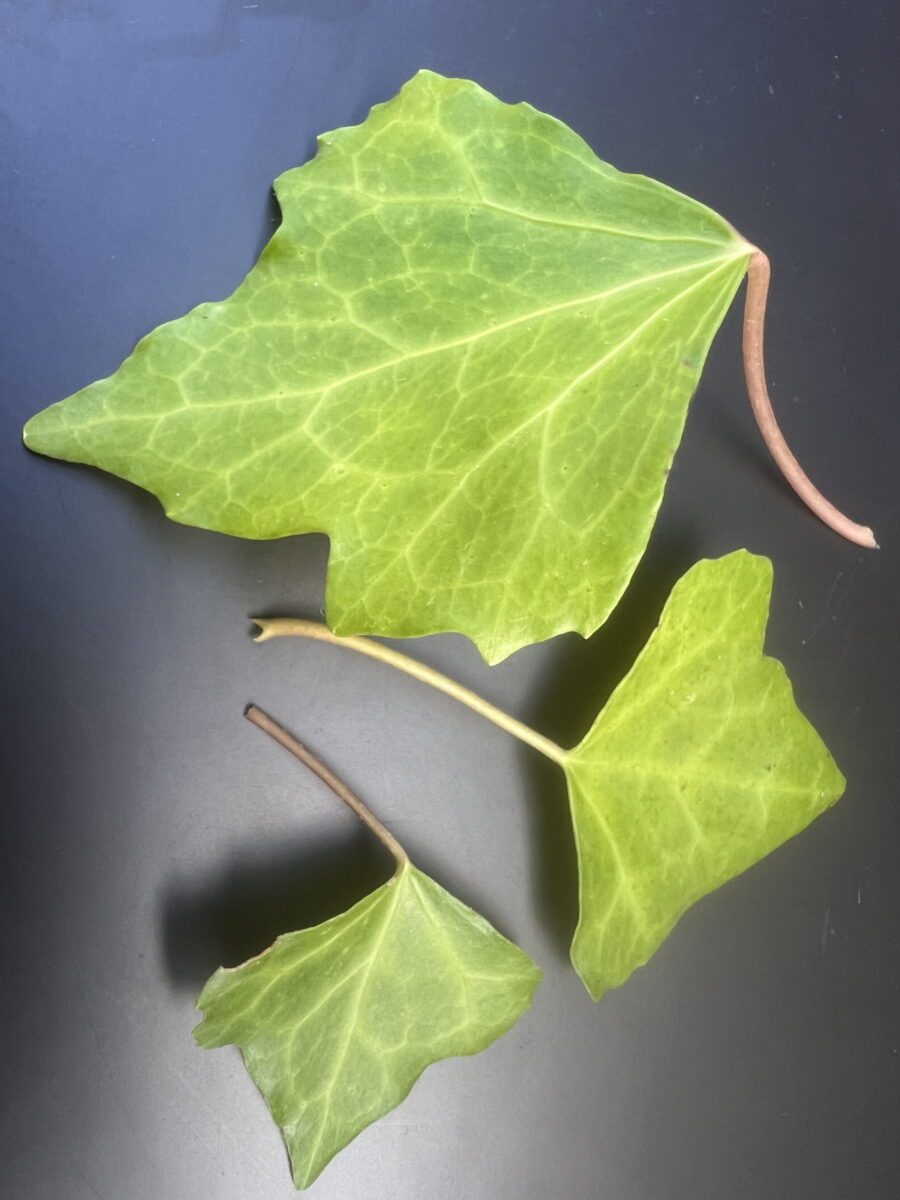 Hedera iberica 'Monchique'