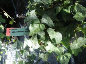 Hedera nepalensis 'Boaxing Star'