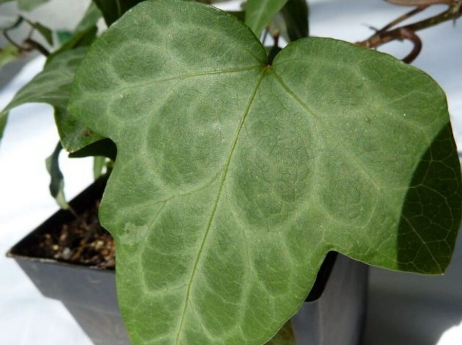 Hedera nepalensis 'Marbled Dragon'