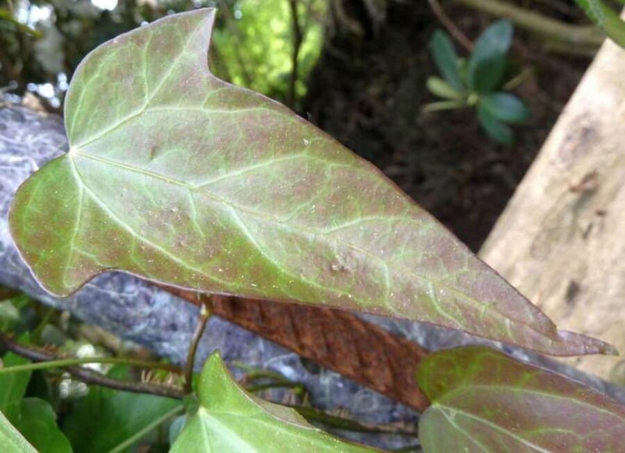 Hedera nepalensis 'Roy Lancaster'