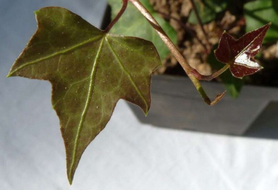 Hedera nepalensis 'Sino Bart'