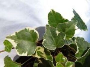 Hedera rhombea 'Variegata'