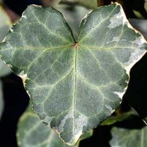 Hedera x soroksarensis ‘Silbermöwe’ – Lierre d’ornement