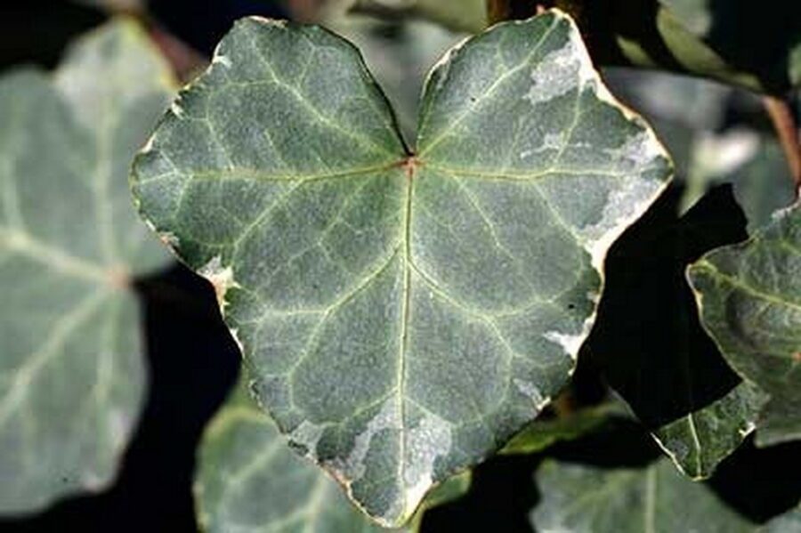 Hedera x soroksarensis 'Silbermöwe'