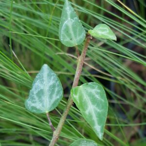 Hedera pastuchovii