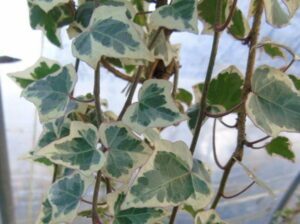 Hedera helix 'Charmant'