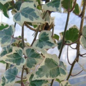 Hedera helix ‘Charmant’ – Lierre d’ornement