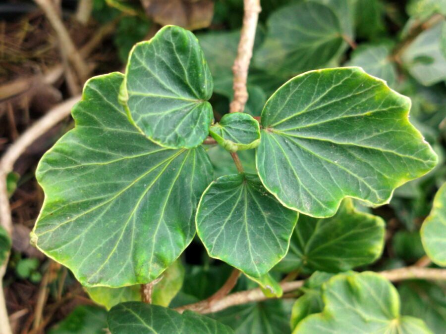 Hedera helix 'Fairy Well'