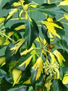 Hedera helix 'Goldheart' adulte