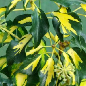 Hedera helix ‘Goldheart’ – Lierre adulte