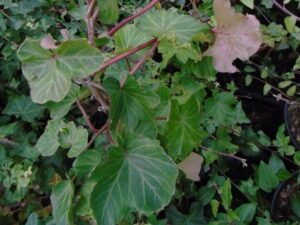 Hedera helix 'Gros Père'