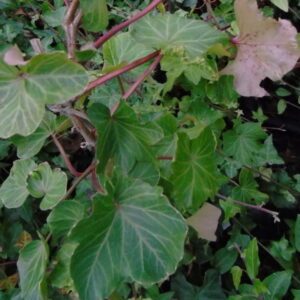 Hedera helix ‘Gros Père’ – Lierre d’ornement