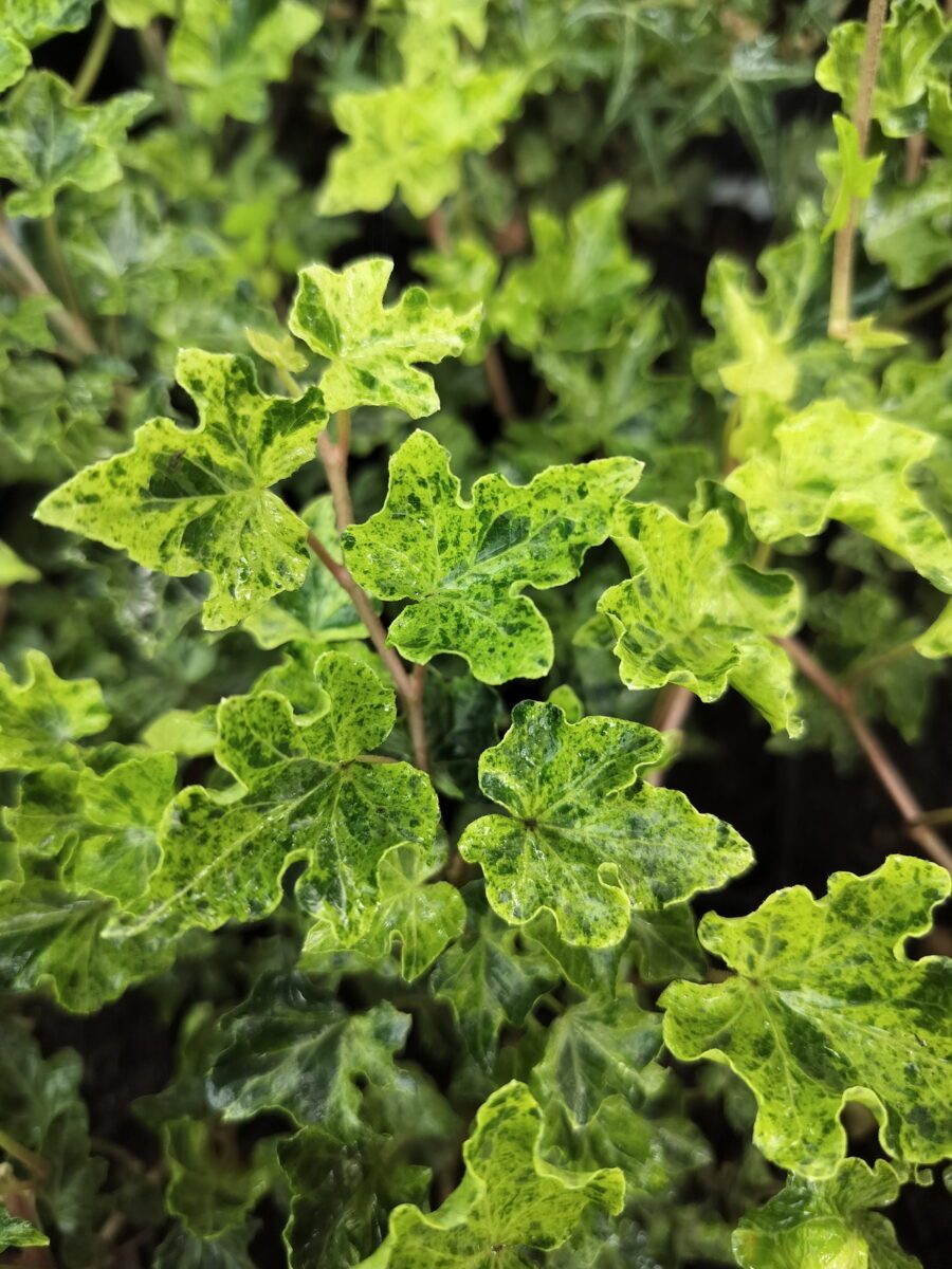 Hedera helix 'Ivalace Marbled'