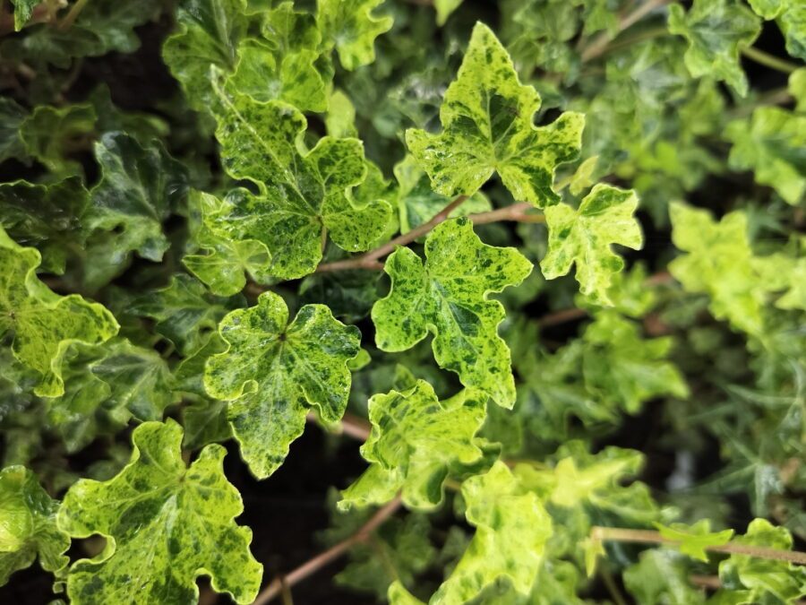 Hedera helix 'Ivalace Marbled'