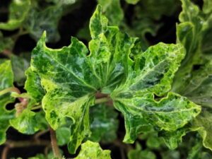 Hedera helix 'Ivalace Marbled'