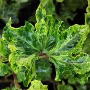 Hedera helix ‘Ivalace Marbled’ – Lierre d’ornement